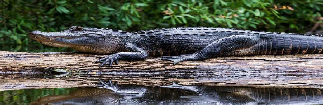 Everglades Airboat Tours Cover Image