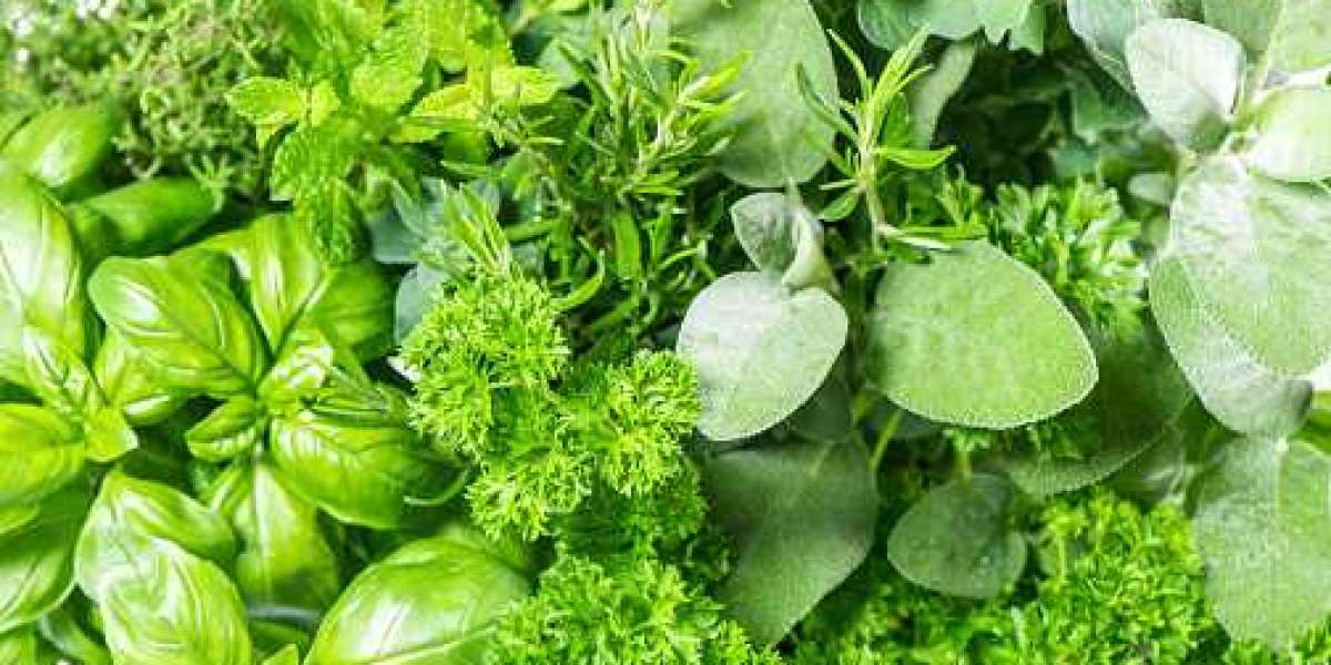 Fresh Herbs Market by Top Competitor, Regional Shares, and Forecast 2030
