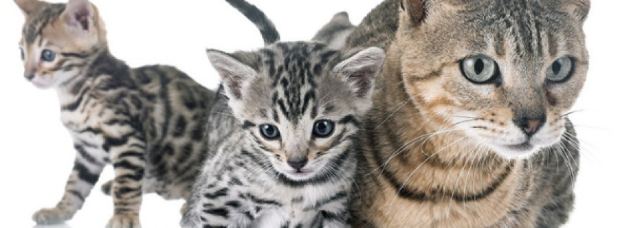 Bengal Cats Cover Image