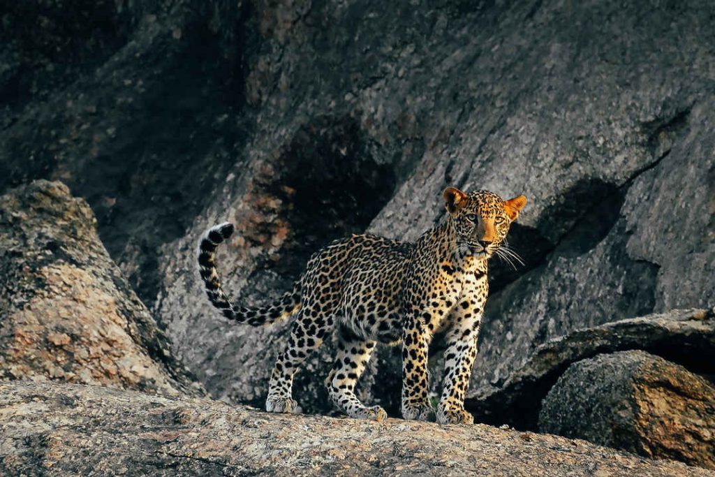 The Best Places To Spot Leopards In The Indian Subcontinent - Drive India By Yogi - Hire Car With Driver In India Rajasthan
