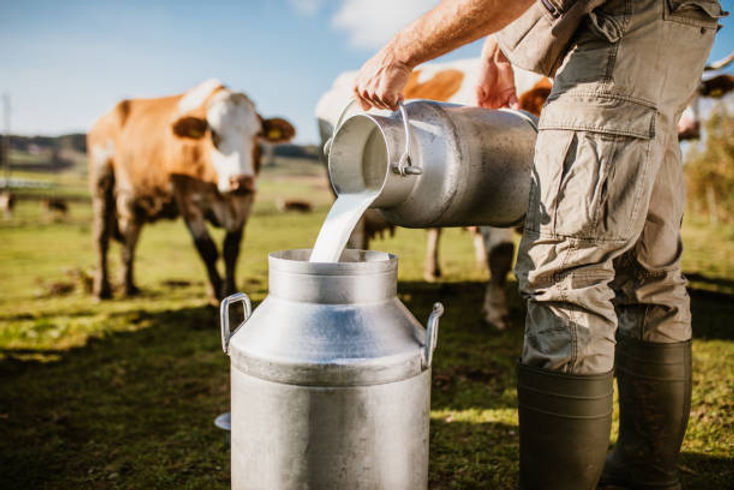 Healthy Cows, Healthy Milk: The Science Behind Cow Farming