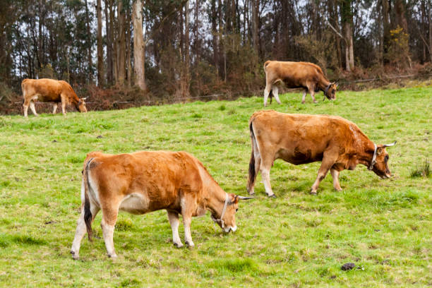 Why Beef Is Better From Cows Raised On A Dairy Farm - WriteUpCafe.com