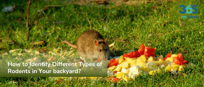 How to Identify Different Types of Rodents in Your Backyard?