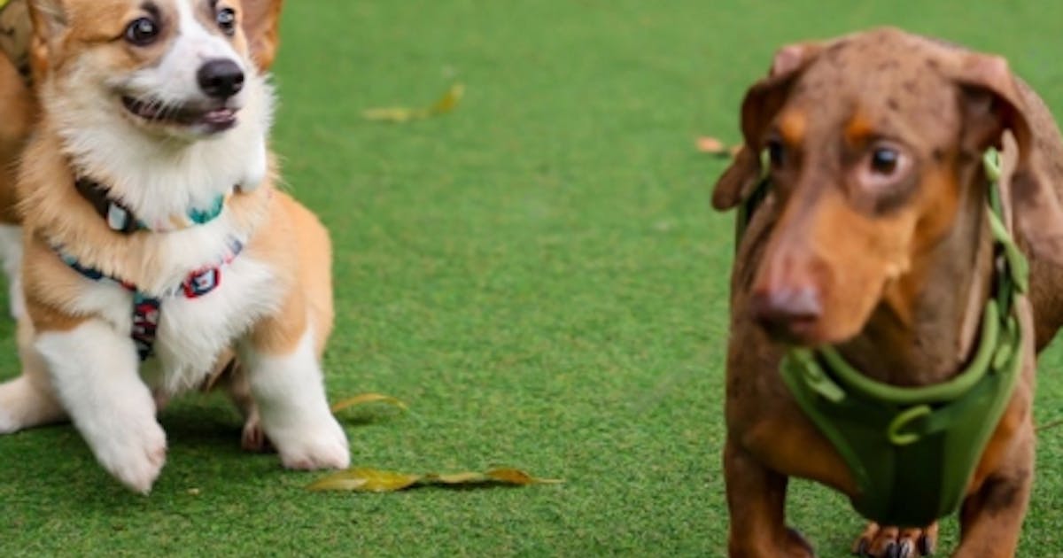 Create A Pet-Friendly Environment With Artificial Turf
